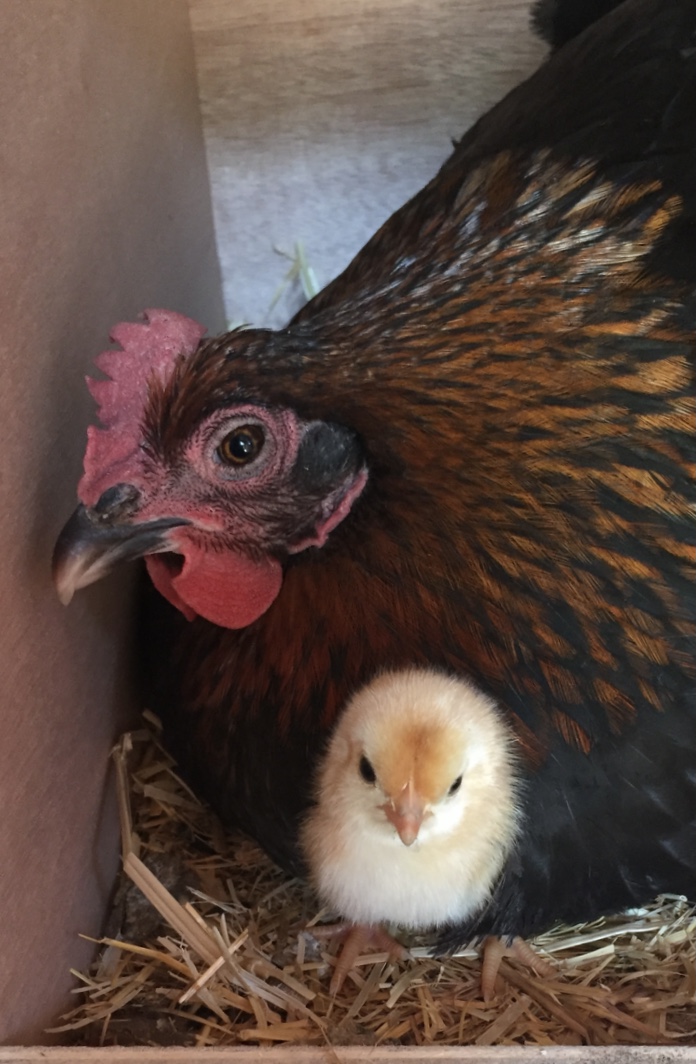 A hen protects her chick.